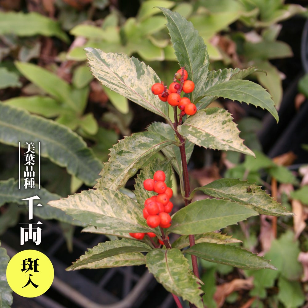 楽天市場】万両 【斑入り】 6号ポット苗 実生 : 苗木部 by 花ひろば