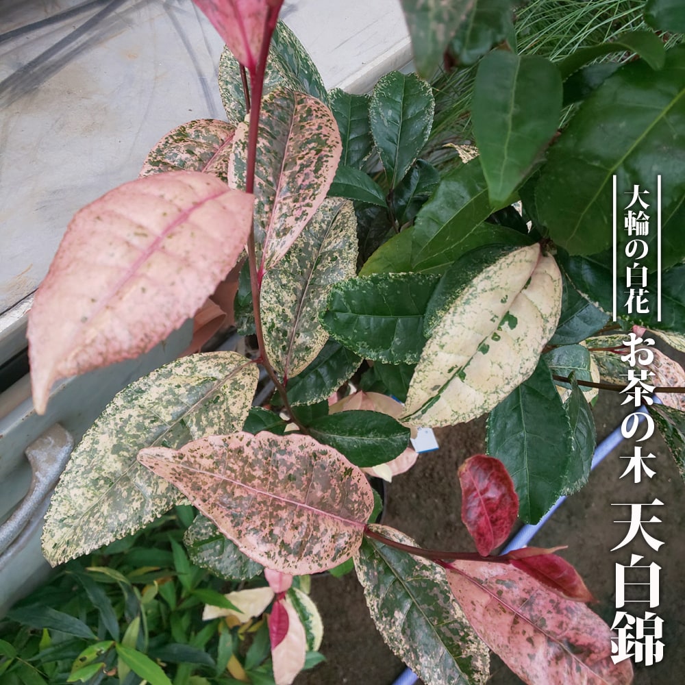 楽天市場】お茶の木 【白斑】 3.5号ポット苗 ハナヒロバリュー