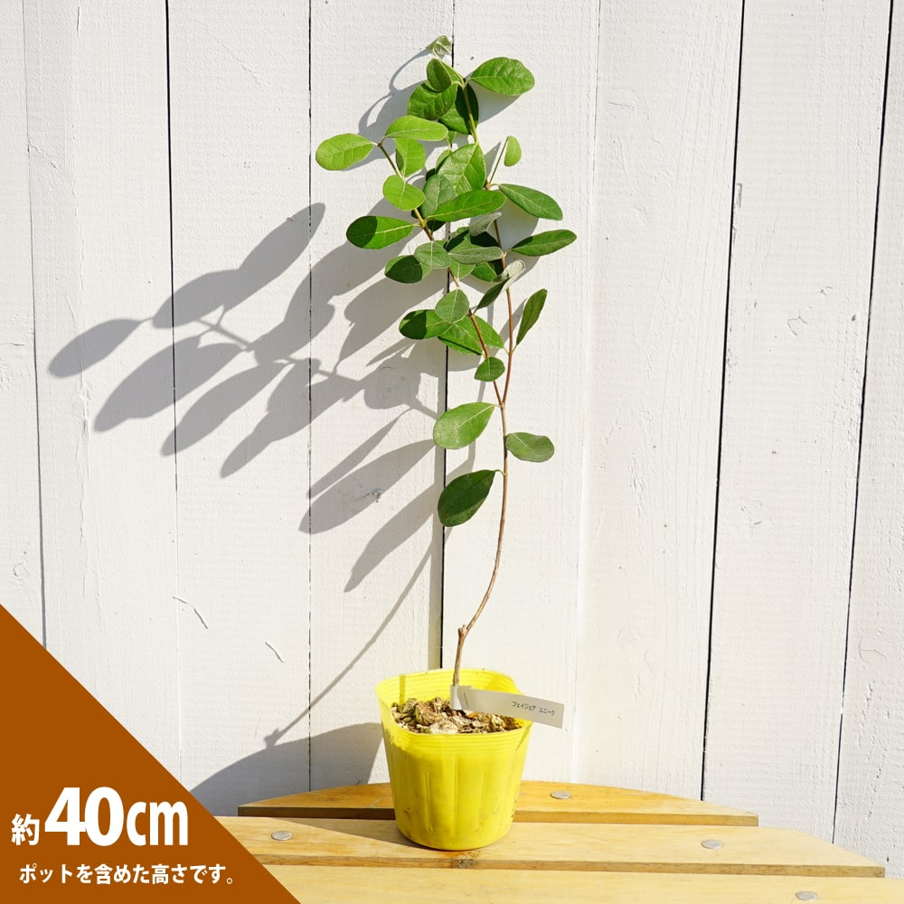 楽天市場 ユニーク フェイジョア 3 5号ポット苗 挿し木 ハナヒロバリュー 苗木部 ｂｙ 花ひろばオンライン