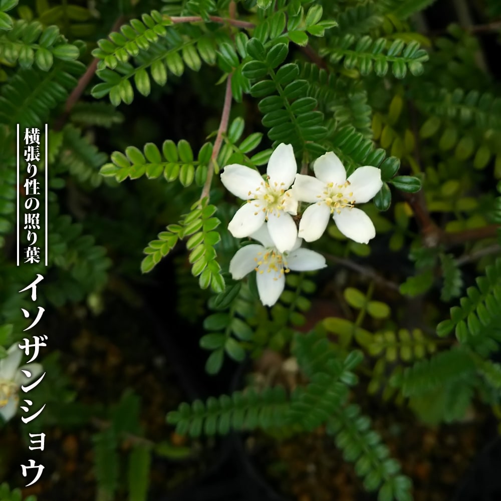 楽天市場】□良品庭木□ テンノウメ ハイブリッド テンノウバイ 天皇梅