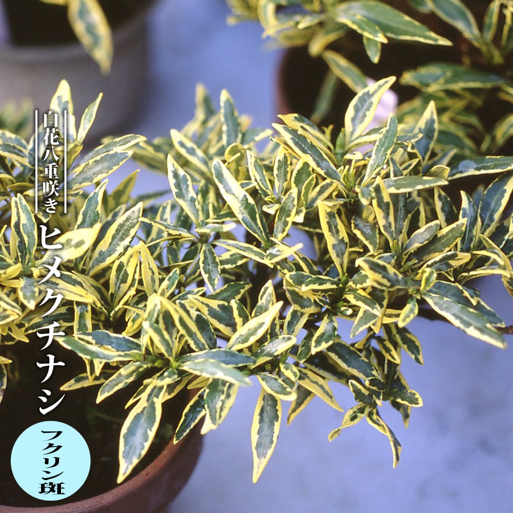 雲龍梅　古木　白花　７号ポットつき　特大❗　③ 楽天市場】長寿梅 【白雲】 3.5号ポット苗 【ハナヒロバリュー