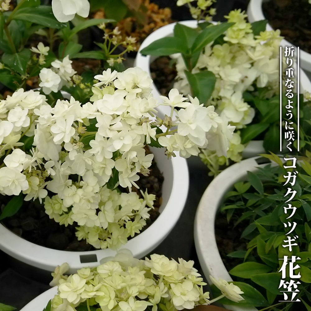楽天市場】八重咲きアナベル 【ヘイズスターバースト】 3号
