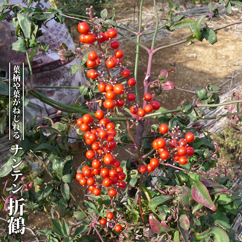 楽天市場】モミジ 【赤しだれ もみじ】 テーブルサイズ 鉢植え : 苗木