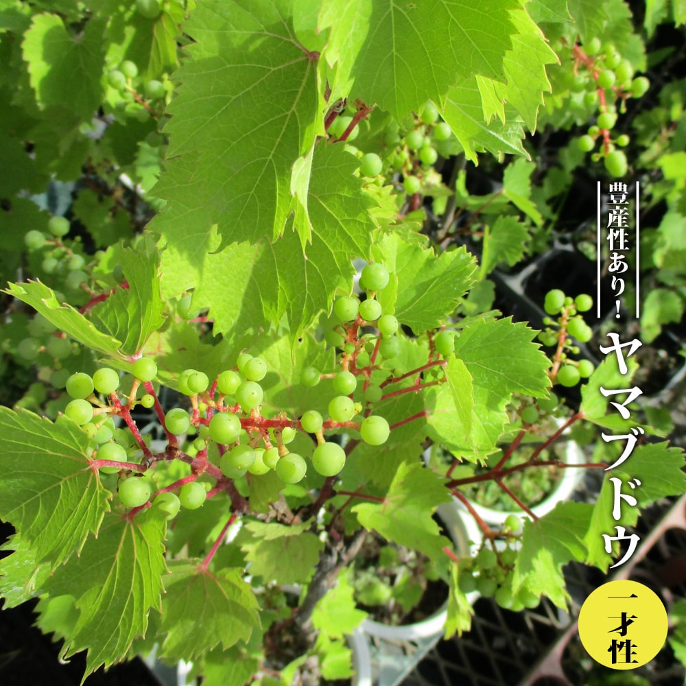 トビシマカンゾウ　苗　５株　山葡萄苗木セット ぶどうの木 ぶどうの苗木 ブドウ苗木 葡萄の木 一才山ぶどう