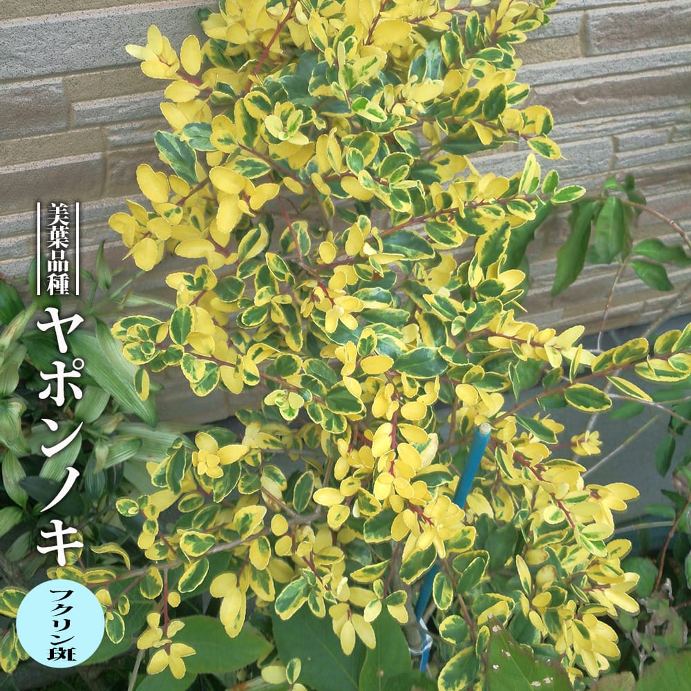 ☀【斑入り仏手柑挿し木苗】約2~3年生挿し木苗限定販売