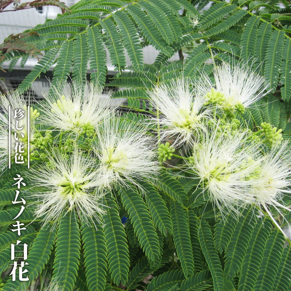 楽天市場】ネムノキ 3.5号ポット苗 【里の木シリーズ】 : 苗木部 by