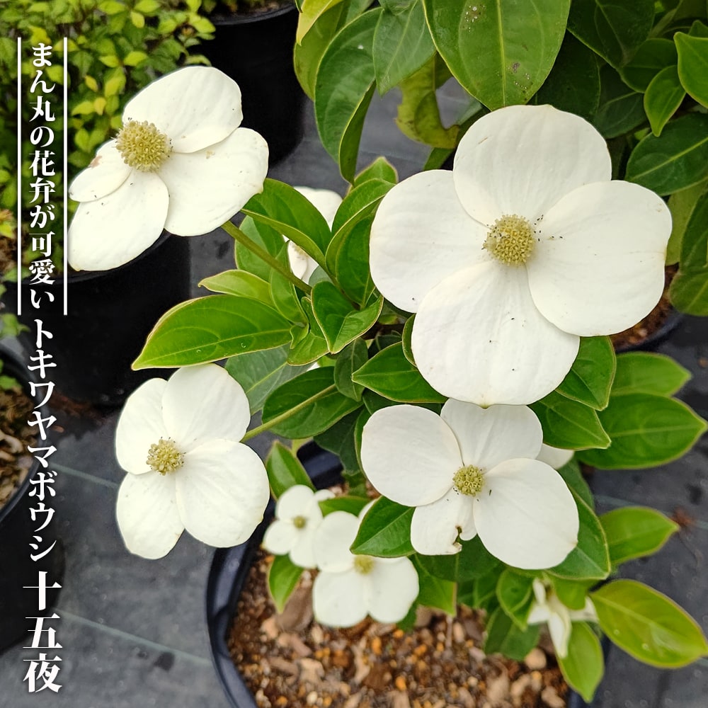 限定版 楽天市場】花芽付き ポット苗 接木 2年生 ヤマボウシ 白花 落葉樹