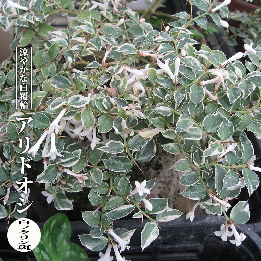 楽天市場】カジイチゴ 【斑入り】 3.5号ポット苗 挿し木 【ハナ