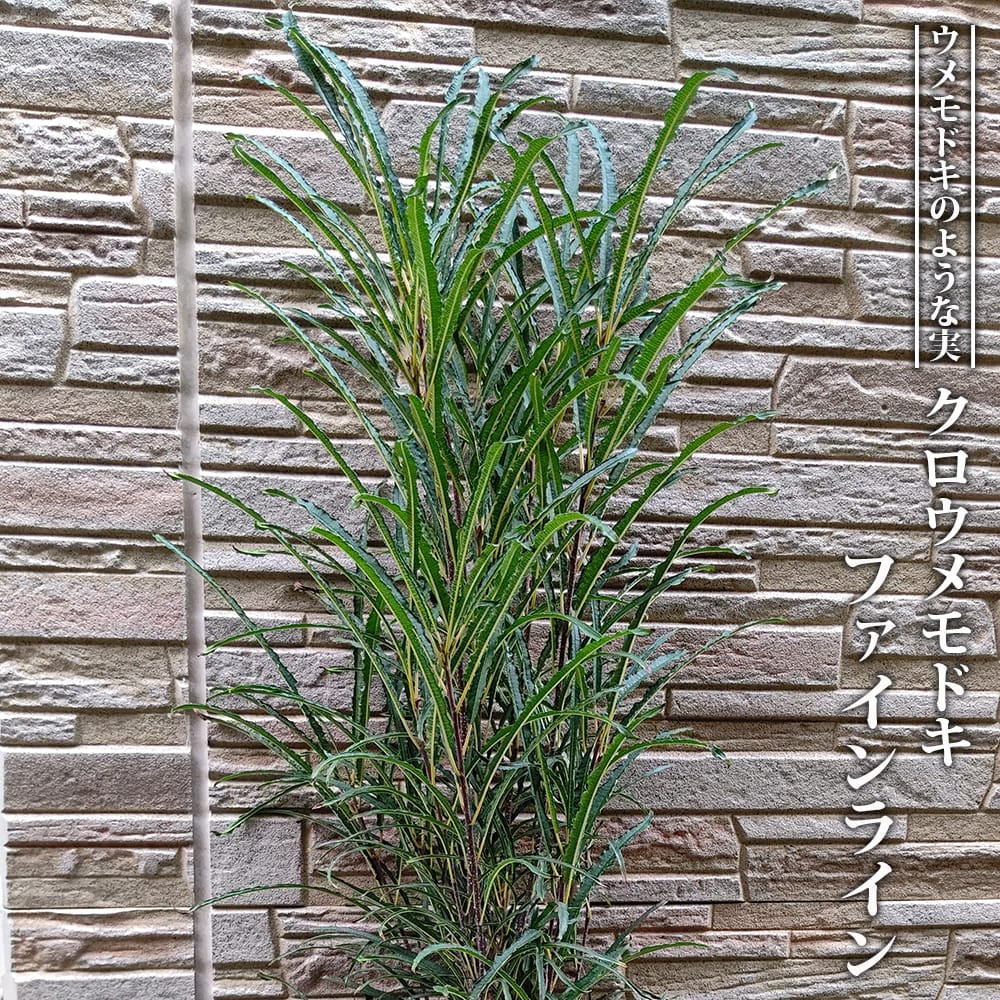 ツルウメモドキ苗 ツルウメモドキ 曙斑の通販 苗木部 By 花ひろばオンライン