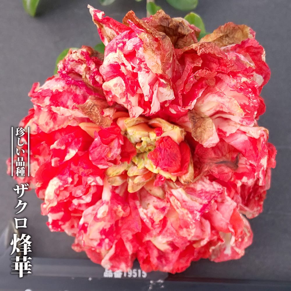 楽天市場】ザクロ苗 咲き分け花ザクロ 【錦袍榴】 3.5号ポット苗