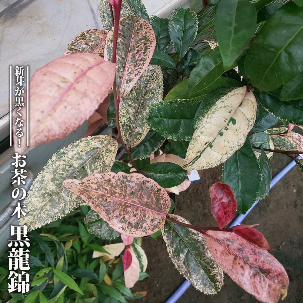 楽天市場】お茶の木 【天白錦】 3.5号ポット苗 挿し木 ハナヒロ