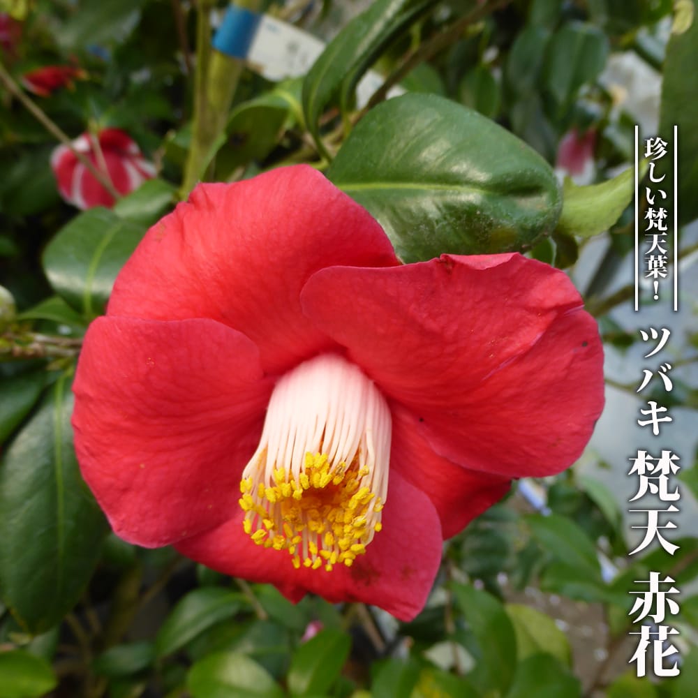 楽天市場】椿 苗 【ファイヤーダンス】 接木 白鉢植え 開花 3〜5 楽天市場】椿 苗 【ファイヤーダンス】 接木 白鉢植え 開花 3〜5