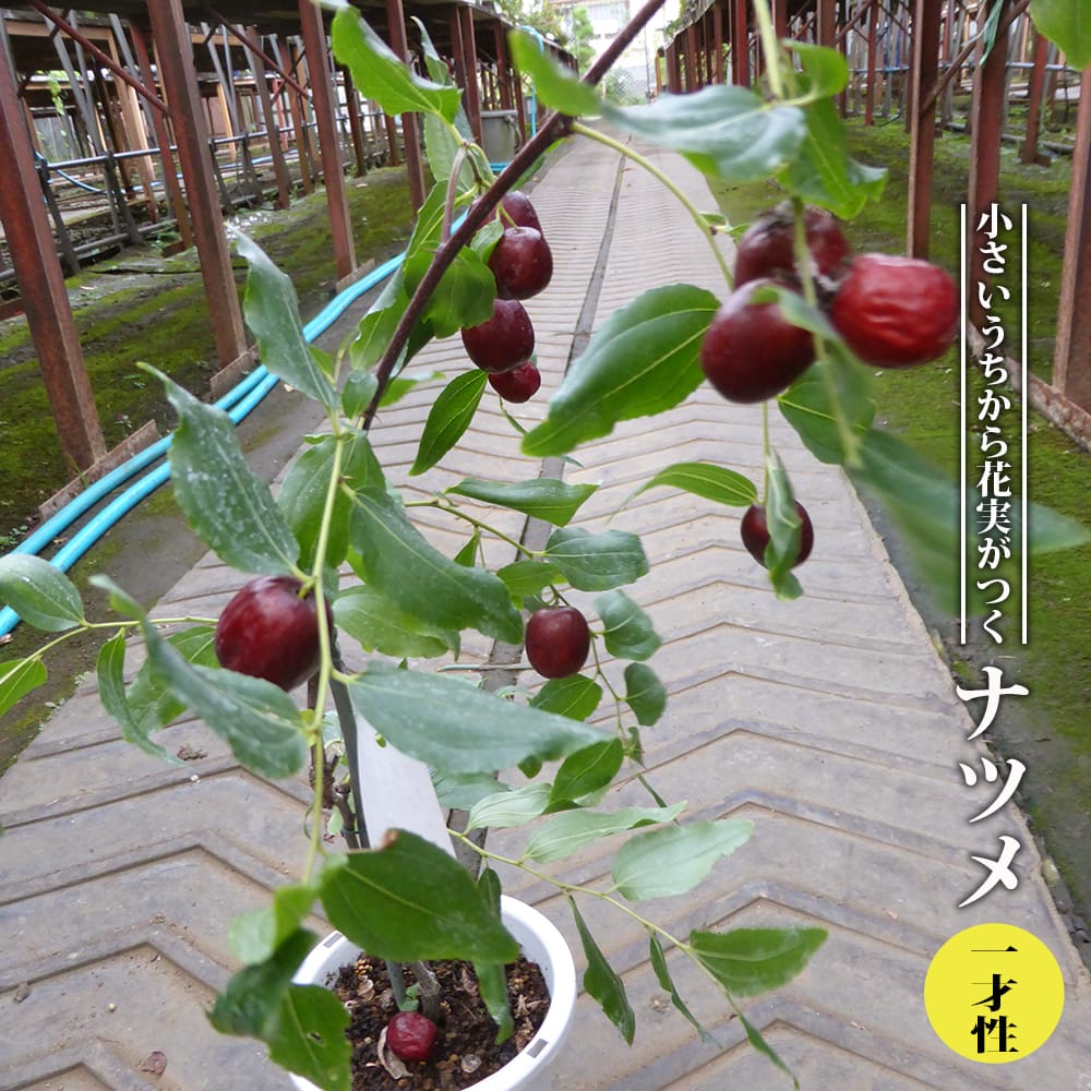 なつめ苗木 赤い果実 収穫時期8〜10月　1株 楽天市場】一才ナツメ 1年生 挿し木 苗 : 苗木部 by 花ひろばオンライン