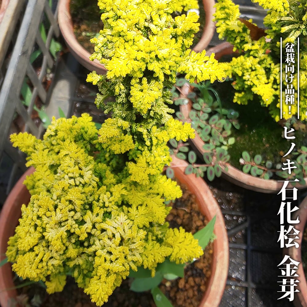 楽天市場】【送料無料】アスナロ（翌檜、明檜）約23cm 葉3枚 : コニシ