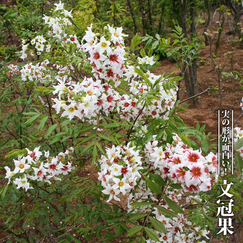 花芽付❸竜眼タイウエン【耐寒性　超大玉リュウガン】 Amazon.co.jp: 果樹苗 リュウガン 大鵜円龍眼 (タイウェン