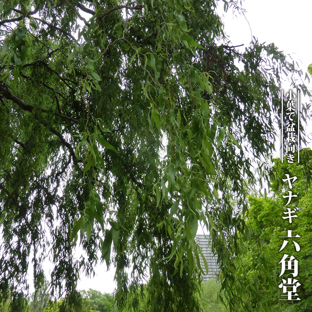 楽天市場】六角堂 枝垂れ柳（しだれやなぎ）3寸ポット苗 六角堂柳