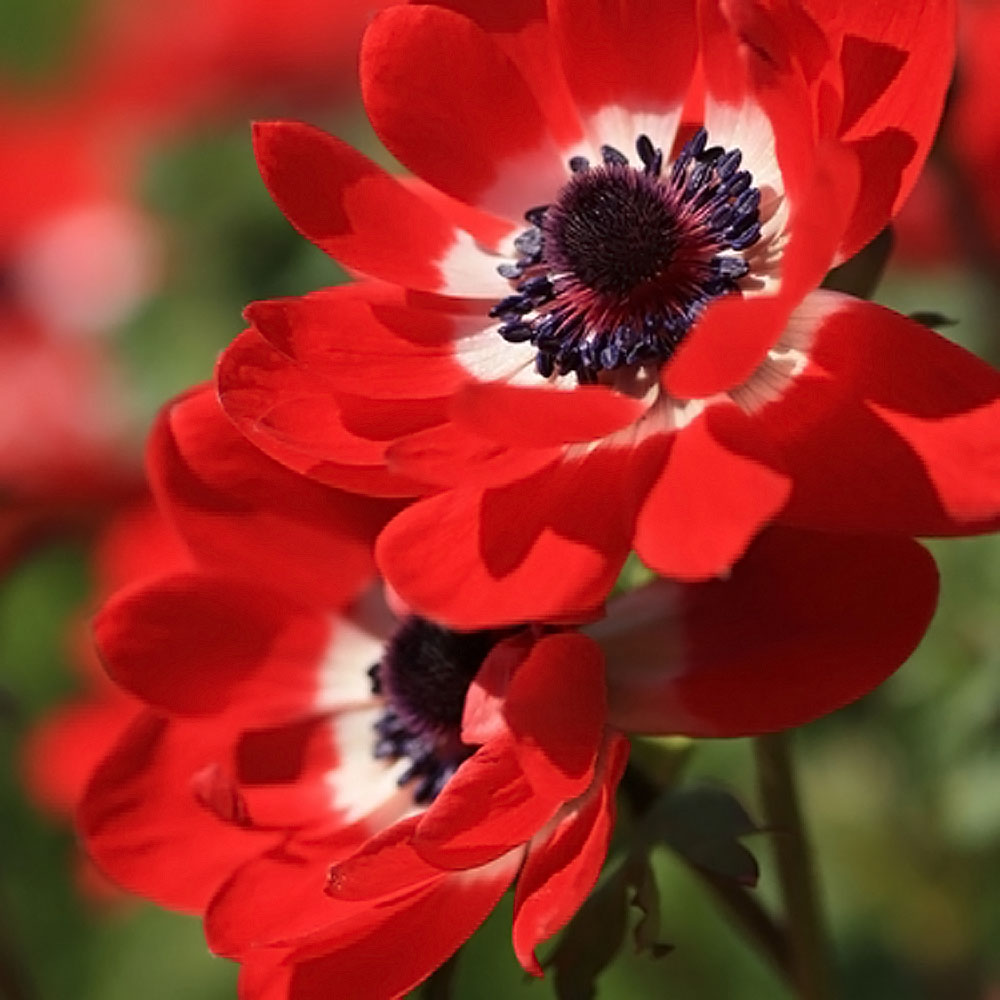 一重咲き 赤 植え付け時期12月下旬まで 35ｍｌ 球根