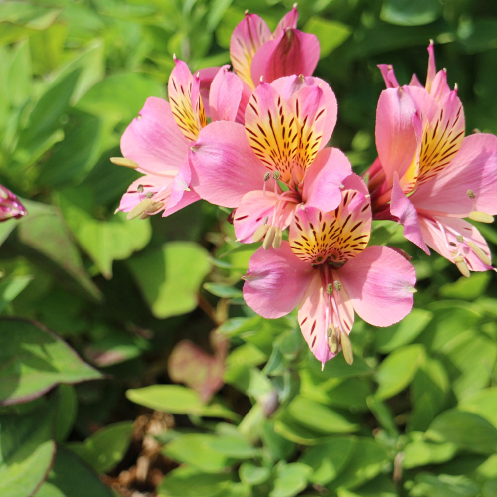 リグツハイブリッド 桃 植え付け時期10月上旬 翌3月下旬まで 1株入 球根