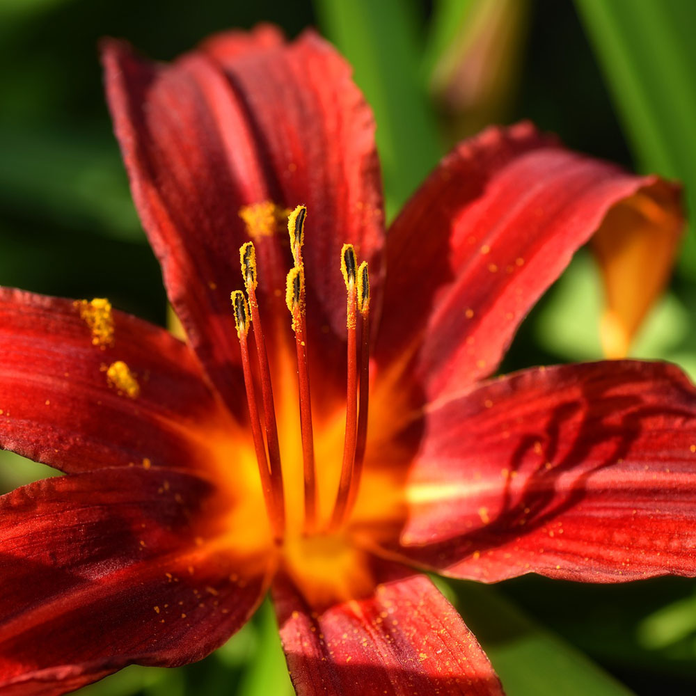 レッドカサブランカ 球根 植え付け時期10月 翌年5月まで 1球入