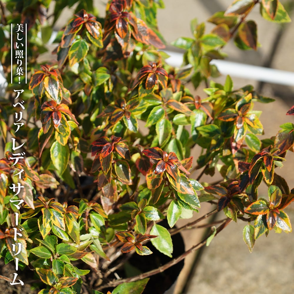 キンメツゲ　生垣用　10本セット　根巻【トピアリー/生垣/垣根/目隠し】 楽天市場】【キンメツゲ】 生垣用 根巻き大苗 : 苗木部 by 花