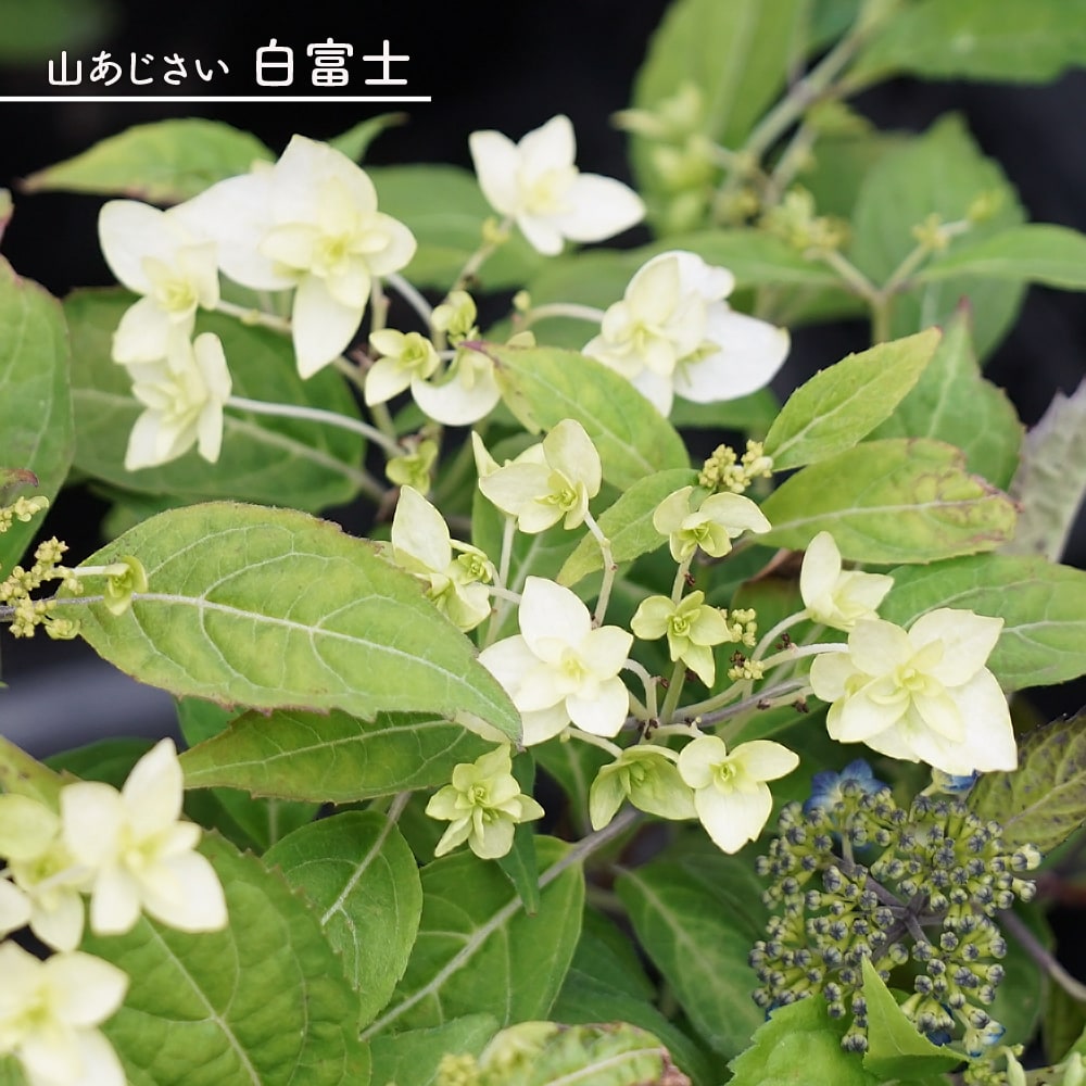 楽天市場】紫陽花 ヤマアジサイ 【伊予小町】 5号ポット苗 楽天市場】紫陽花 ヤマアジサイ 【伊予小町】 5号ポット苗