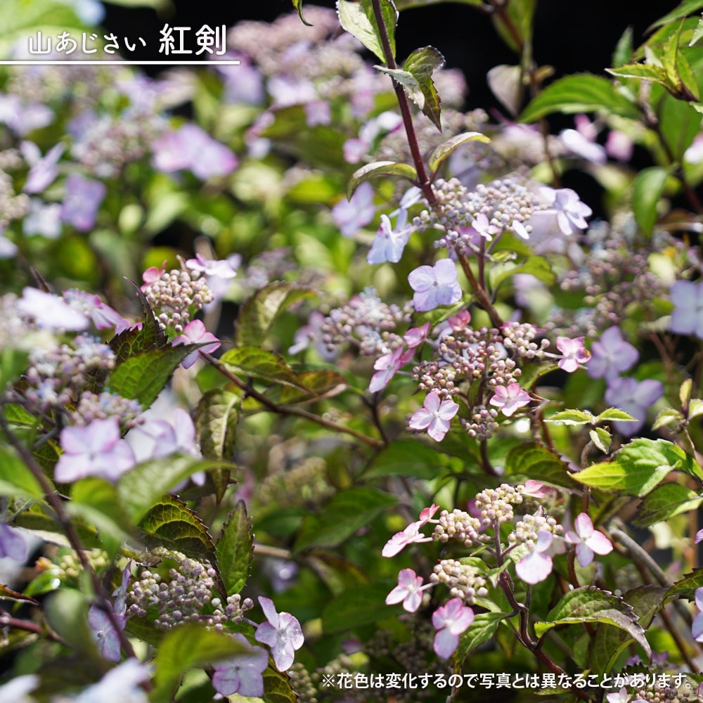 楽天市場】紫陽花 ヤマアジサイ 【七段花（しちだんか）】 5号ポット苗