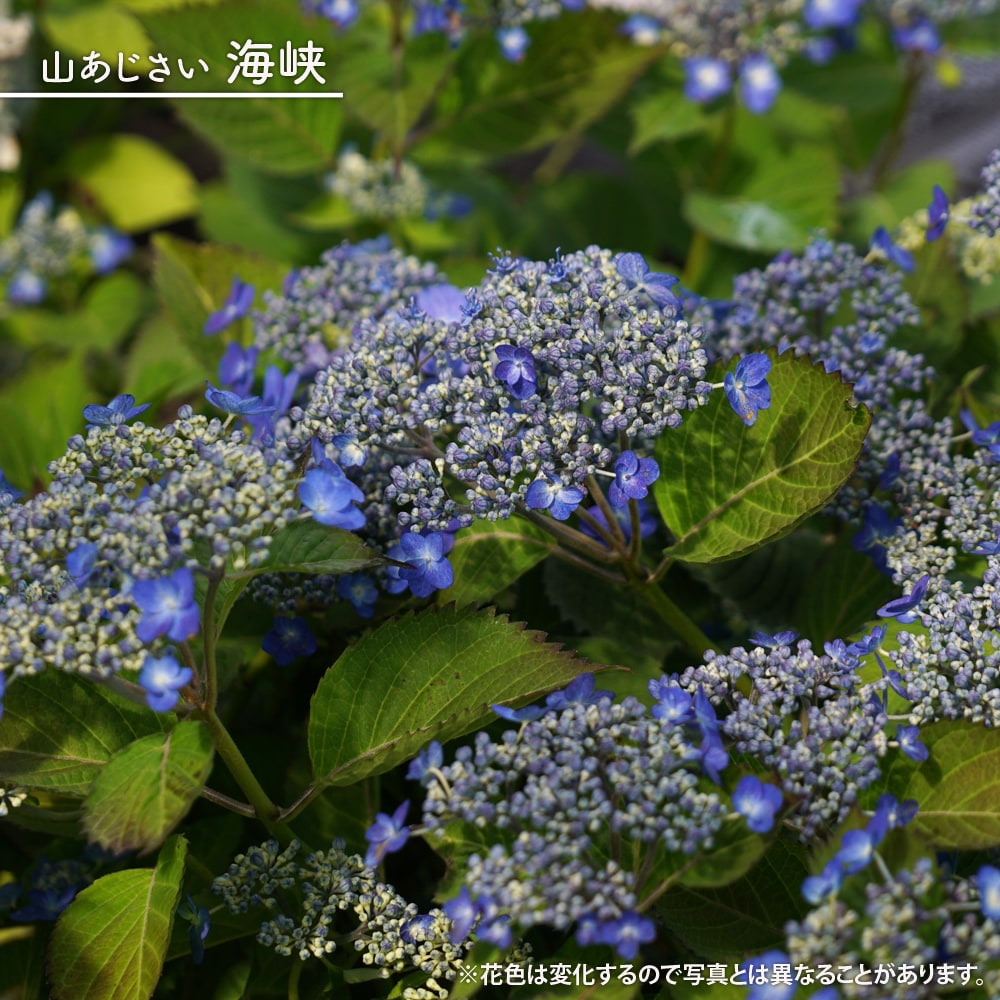 楽天市場】紫陽花 ヤマアジサイ 【八重咲海峡 （やえざきかいきょう）】 ポット苗 : 苗木部 ｂｙ 花ひろばオンライン