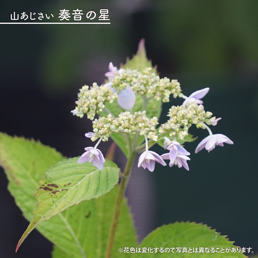 楽天市場】花芽付き ヤマアジサイ 【九重麗華 （くじゅうれいか）】 ポット苗 : 苗木部 ｂｙ 花ひろばオンライン