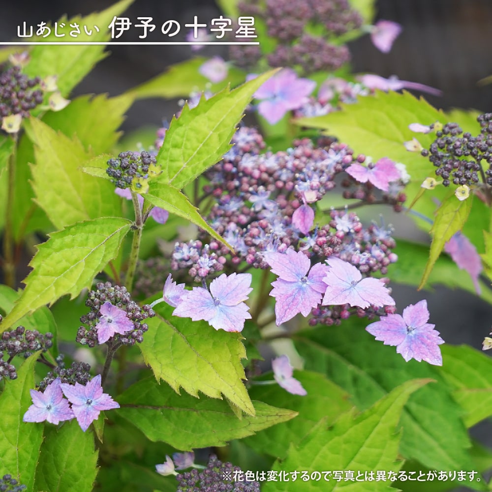 楽天市場】紫陽花 アジサイ アスペラ 【てまり咲】 3.5号ポット苗 【ハナヒロバリュー】 : 苗木部 ｂｙ 花ひろばオンライン