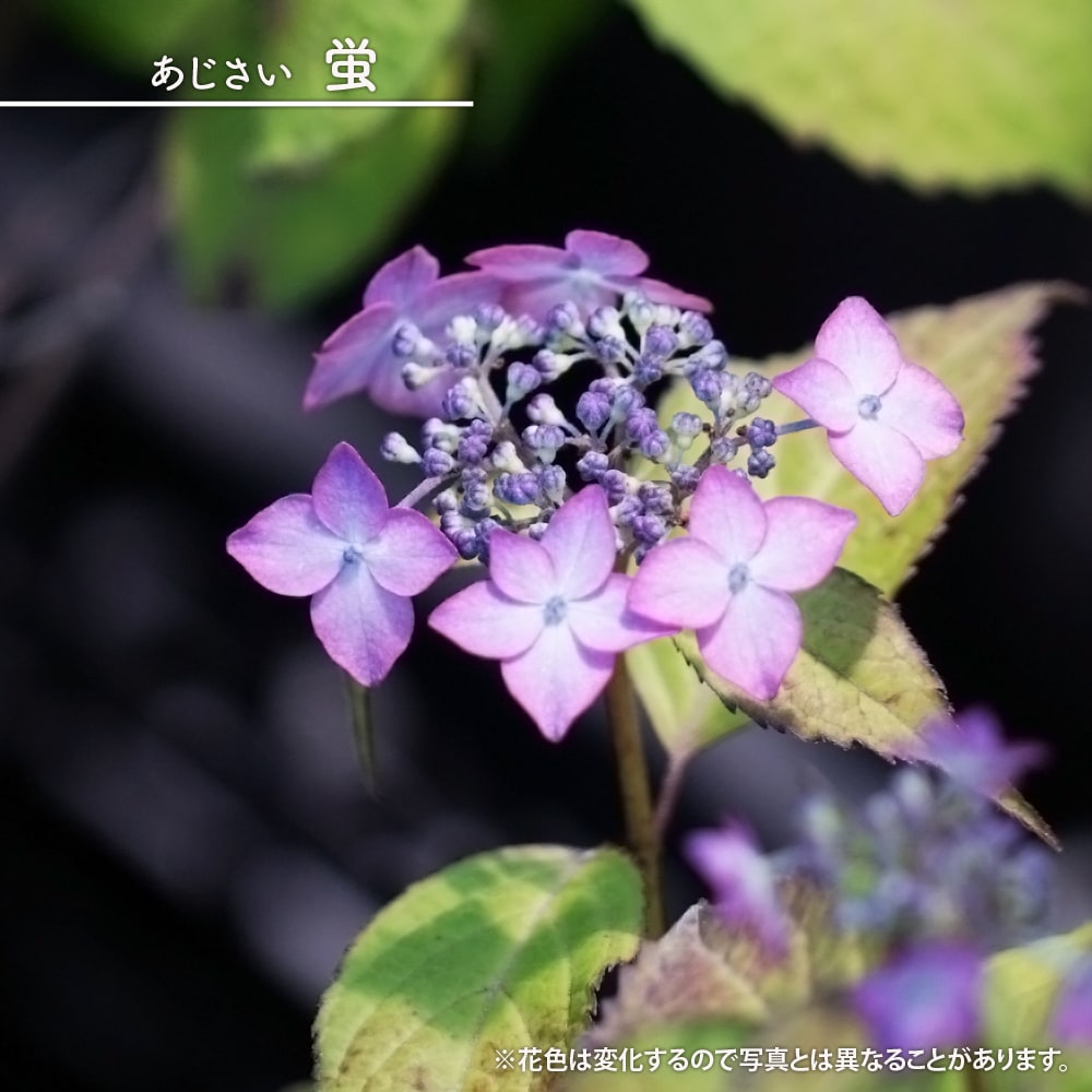 楽天市場】紫陽花 ヤマアジサイ 【七段花（しちだんか）】 5号ポット苗