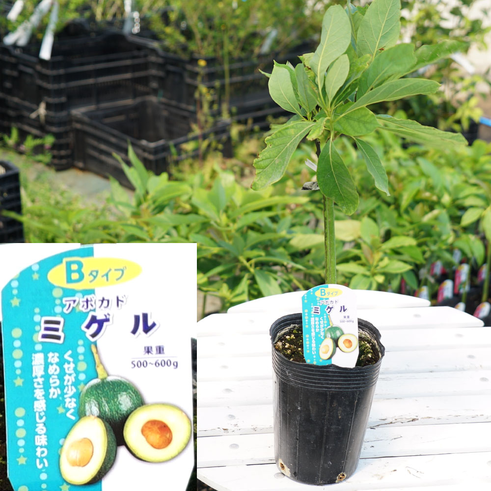 市場 ミゲル種 接木 1年生 アボカド Bタイプ