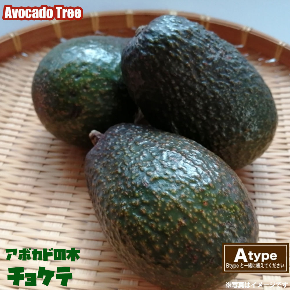 市場 チョケテ種 Aタイプ アボカド 1年生接木苗 苗木部