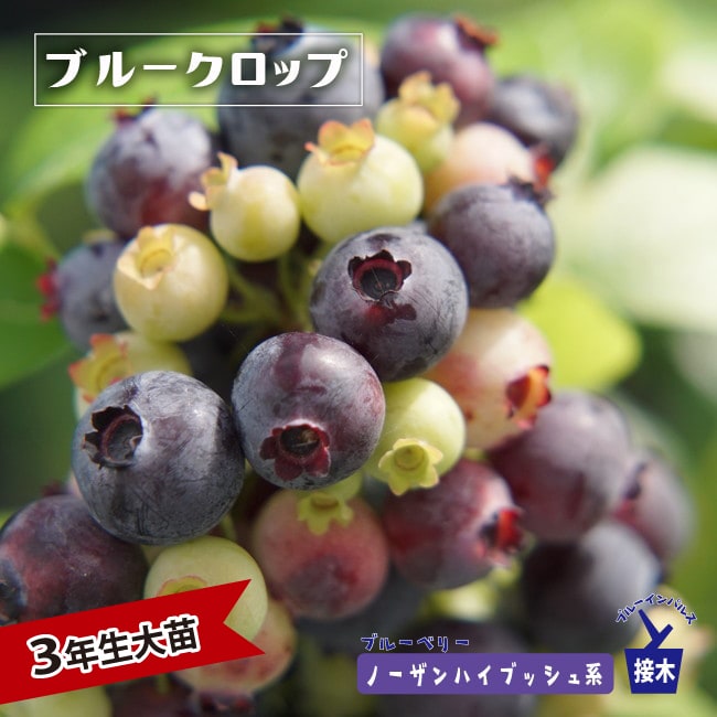 bb_bluekuroppu11a.jpg