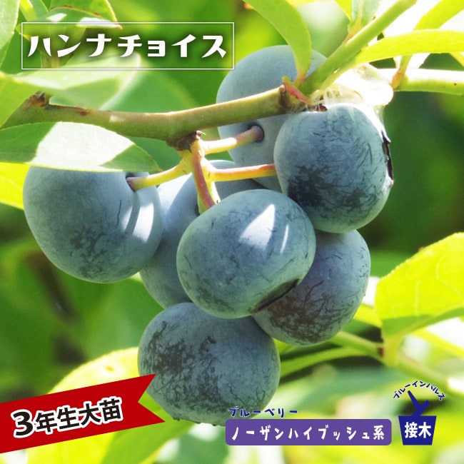 楽天市場】チェリモヤの木 【エルバンポ】 1年生 5号ポット接木