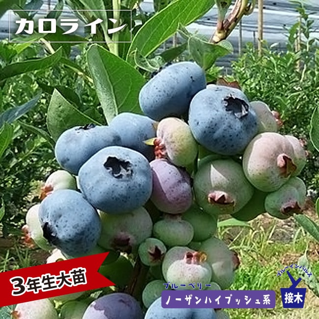 2337円 少し豊富な贈り物 ハイブリッド ブルーベリー 3年生接木大苗 9〜10月以降発送予定