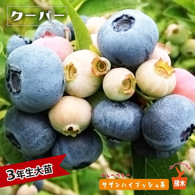 楽天市場】【オニール】 サザンハイブッシュ系 2年生挿木苗