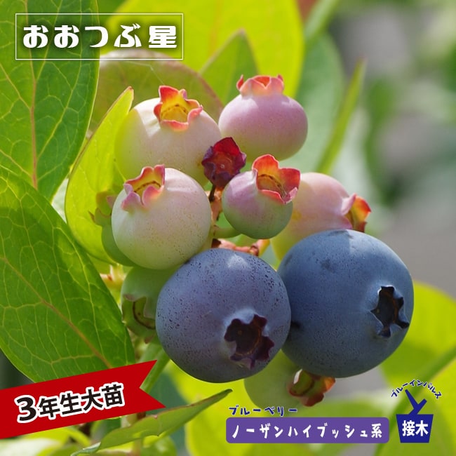 ご注文品　コロンブス準大苗×2 業務用ネオクリーナー200g ｜コロンブス公式オンラインショップ