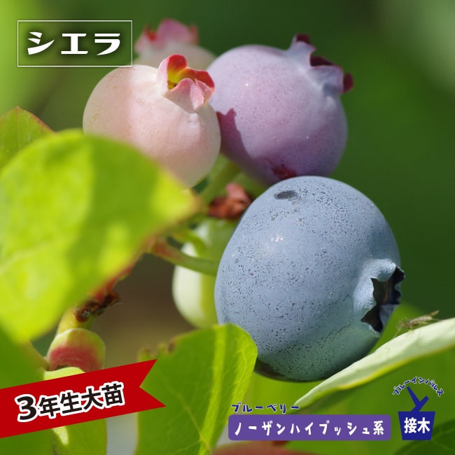 【熱帯果樹】チェリモヤ　品種:エルバンポ(El Bumpo）大苗 熱帯果樹】チェリモヤ 品種:エルバンポ(El Bumpo）大苗