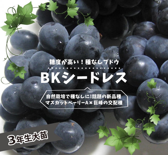 【楽天市場】楽天スーパーセール対象 種無しぶどう 【BKシードレス】 1年生接木苗 ウィルスフリー 登録品種・品種登録 : 苗木部 ｂｙ  花ひろばオンライン