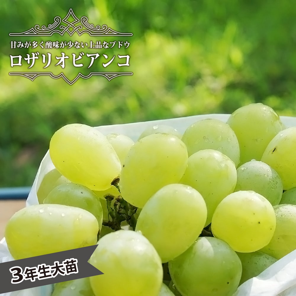 雄宝　大苗　1本　２年生　ウイルスフリー 5BB接木 tn01-389-03.jpg