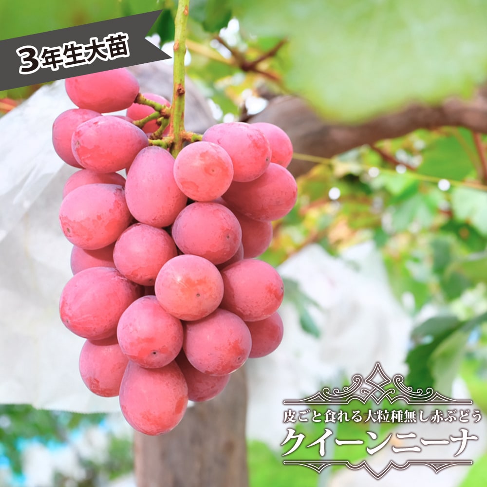 豪華な 果樹の苗 2023年秋果樹苗予約 ブドウ：マニキュアフィンガー