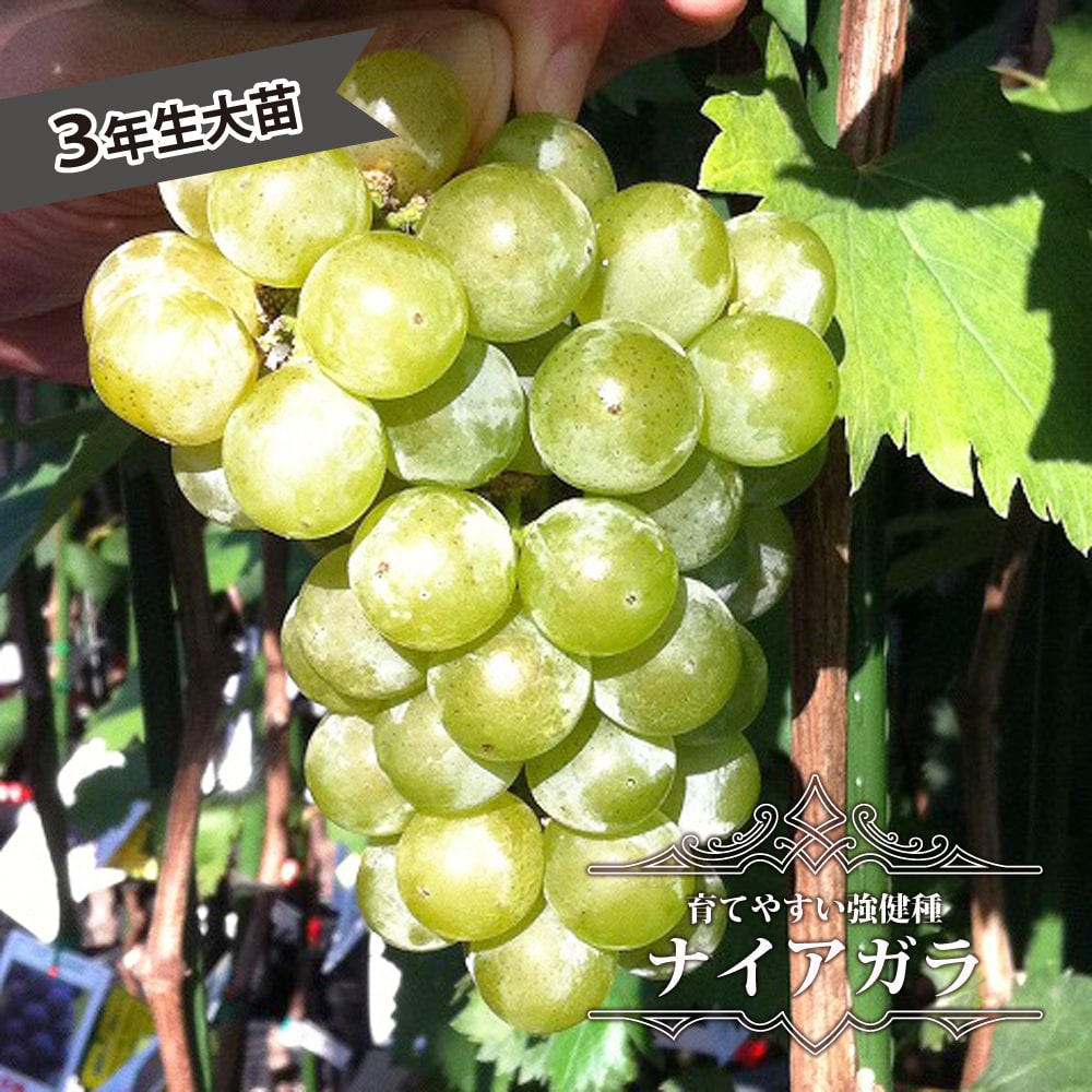 budou01_01a.jpg