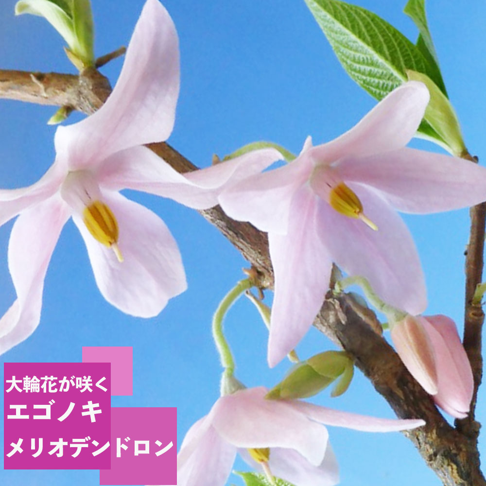 御気に入りの薔薇の見つけ方