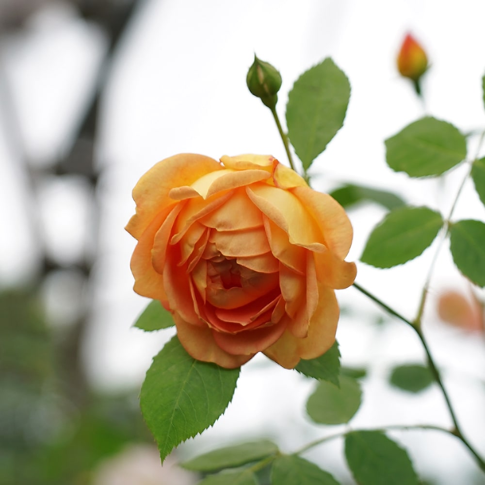 四季咲きつるバラ 長尺苗 登録品種