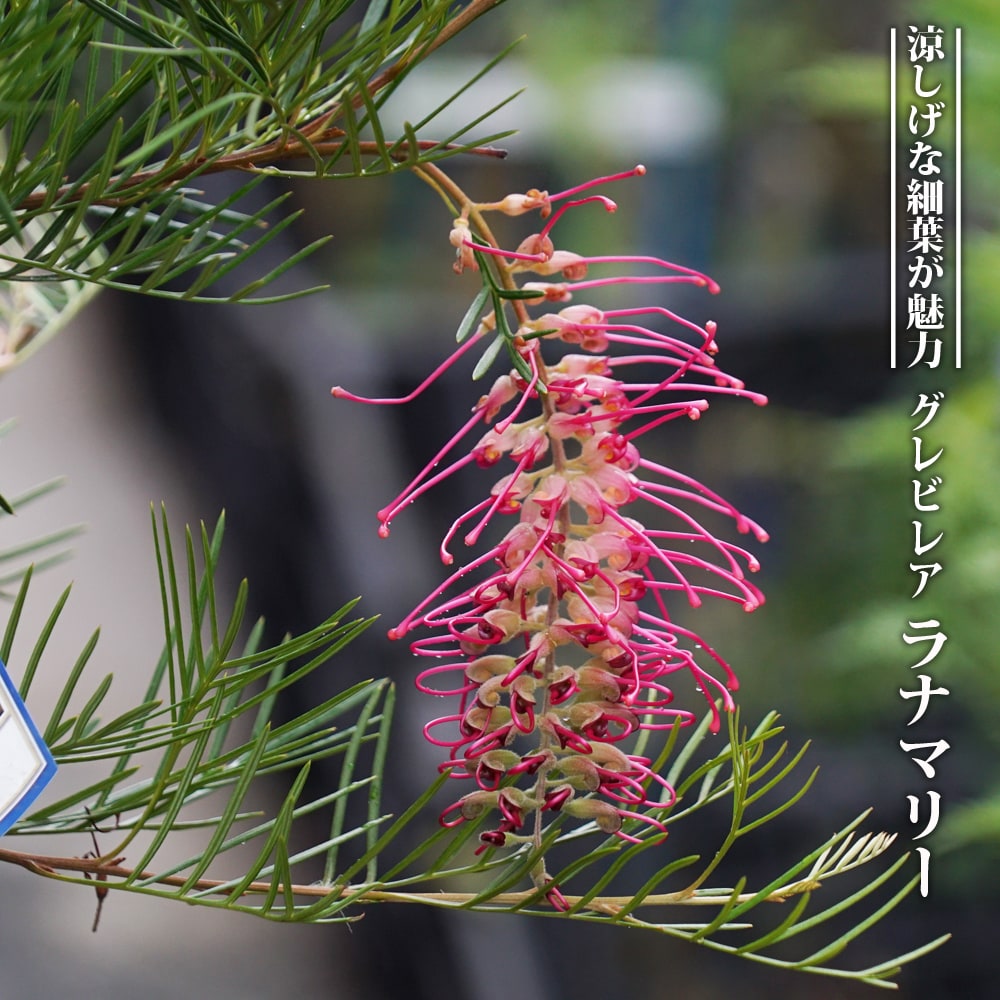 御気に入りの薔薇の見つけ方