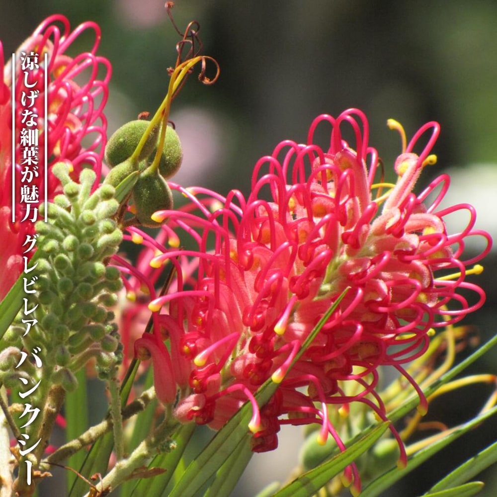 御気に入りの薔薇の見つけ方