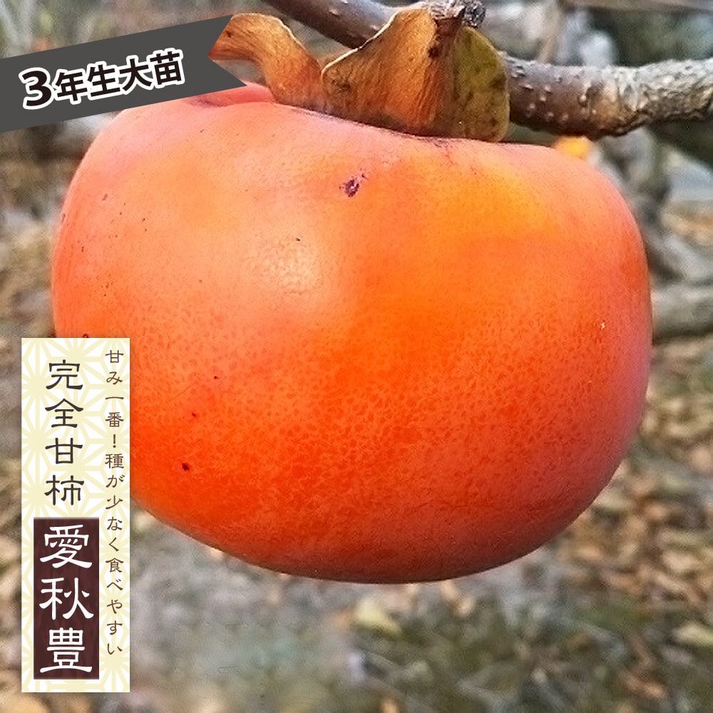 中型の柿の木（実付き） Amazon.co.jp: 柿の苗木 品種：黒柿【品種で選べる果樹苗木 12