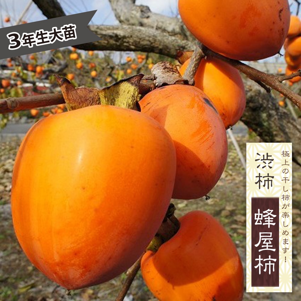 楽天市場】柿の苗木 【蜂屋柿】 渋柿 1年生接木苗 : 苗木部 by 花