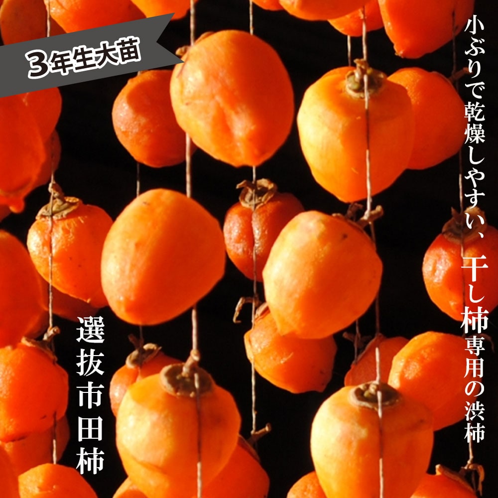 ④愛宕柿 あたご 3年生 苗木 ④愛宕柿 あたご 3年生 苗木 hanahirobaonline_shibugaki-