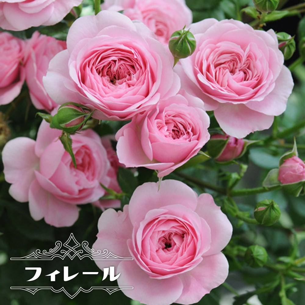 楽天市場 四季咲き強香つるバラ オデュッセイア 2年生大苗 登録品種 品種登録 予約販売 12月 翌年1月中に順次入荷 苗木部 ｂｙ 花ひろばオンライン